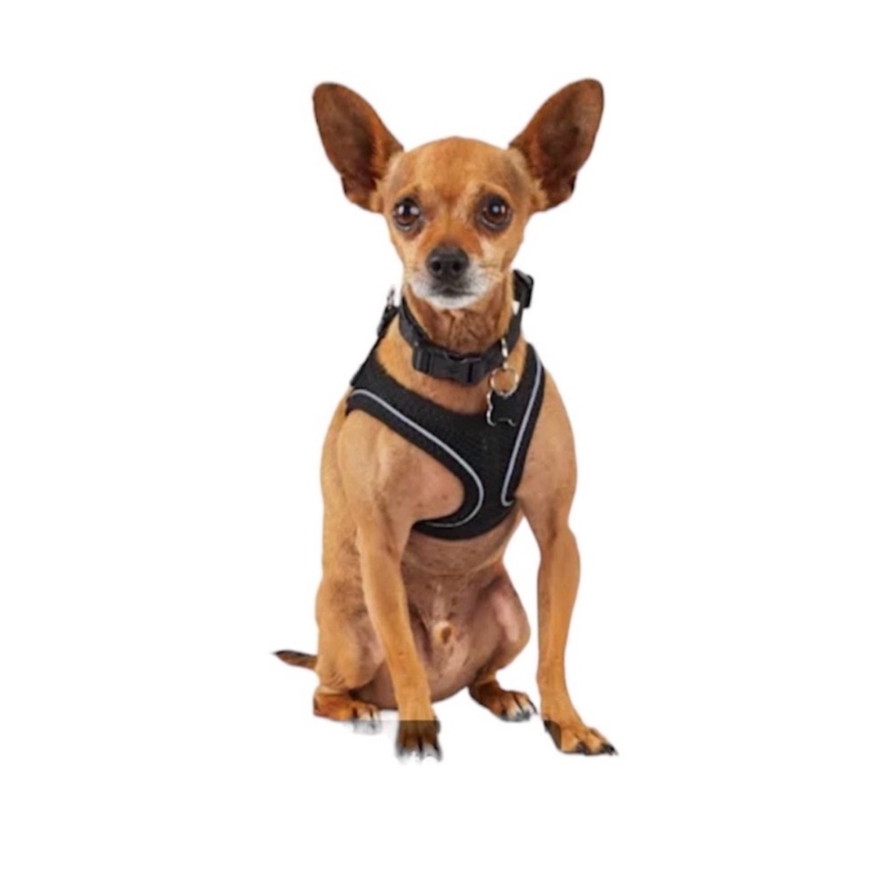 YOULY Black Reflective Mesh Dog Harness, XX-Small/X-Small